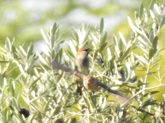 Passer hispaniolensis