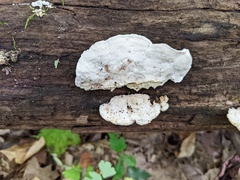Amaropostia stiptica