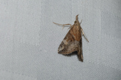 Hypena laceratalis