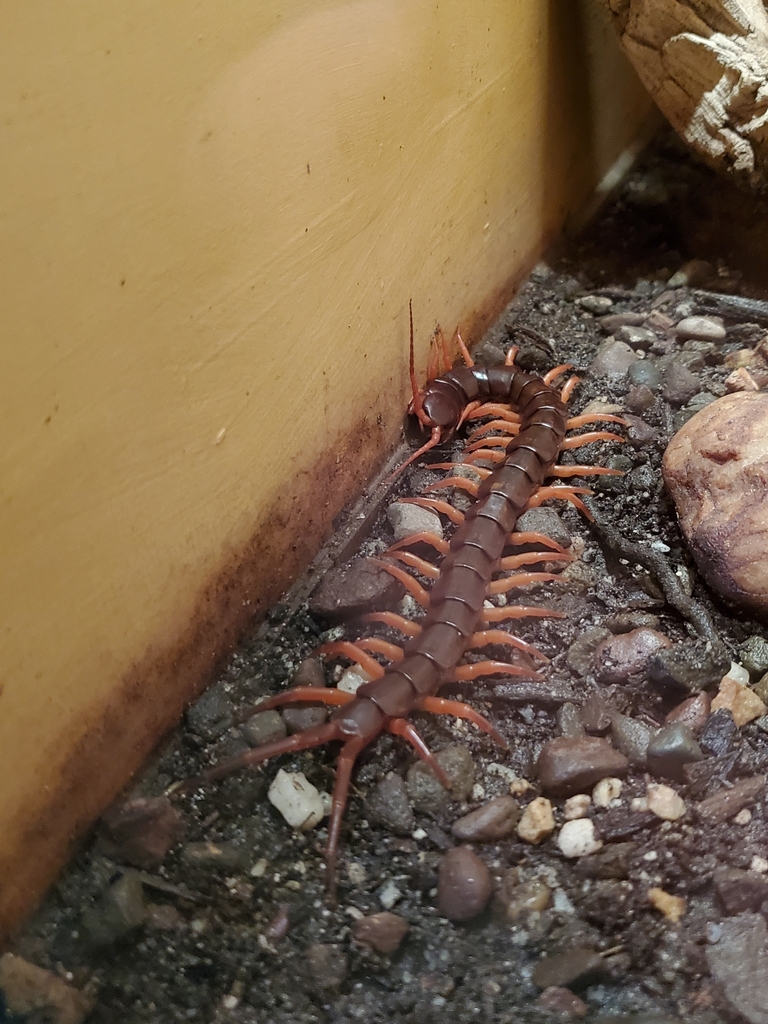 Giant Centipedes from Washington, DC 20004, USA on October 14, 2022 at ...