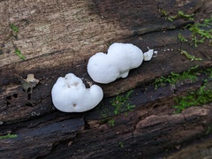 Amaropostia stiptica