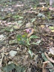 Persicaria longiseta