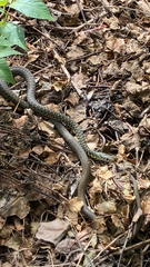 Hierophis viridiflavus
