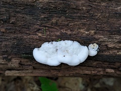 Amaropostia stiptica