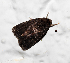 Caradrina germainii