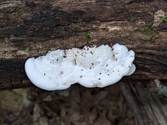 Amaropostia stiptica