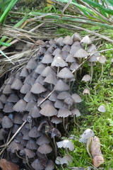 Coprinellus