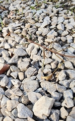 Diapheromera femorata