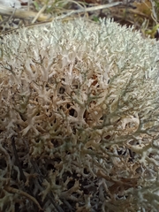Cladonia rangiformis