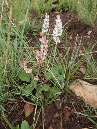 Eriogonum racemosum
