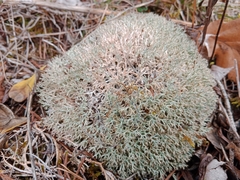 Cladonia rangiformis