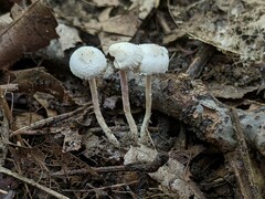 Cystolepiota seminuda