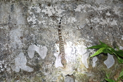 Cyrtodactylus
