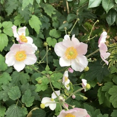 Eriocapitella hupehensis