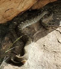 Crotalus ornatus