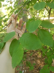 Amelanchier canadensis