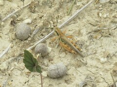 Melanoplini