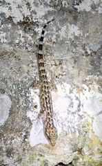 Cyrtodactylus