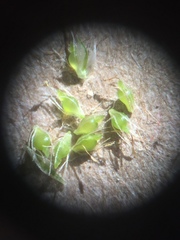 Eleocharis ovata