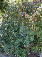 Rhododendron canadense
