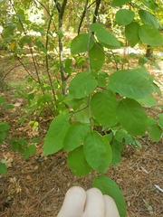 Amelanchier canadensis