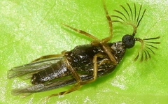 Ripidius abeillei