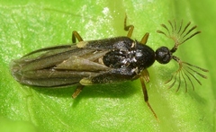 Ripidius abeillei