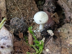 Cystolepiota seminuda