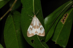 Nyctemera adversata