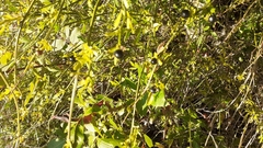 Chrysojasminum fruticans