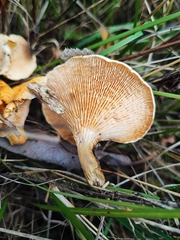 Austropaxillus