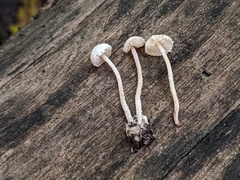 Cystolepiota seminuda