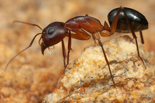 Camponotus mystaceus kamaeCamponotus mystaceus kamae