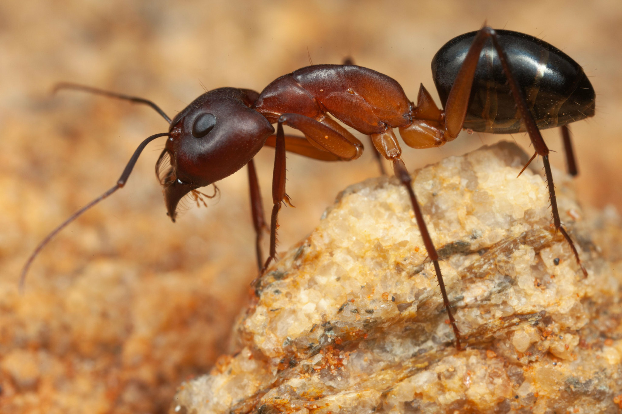 Camponotus mystaceus kamae