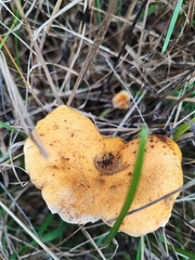 Austropaxillus