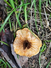Austropaxillus