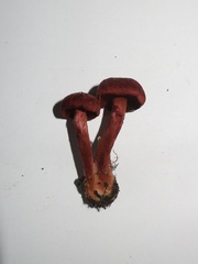 Cortinarius sanguineus