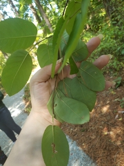 Amelanchier canadensis