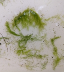 Cladophora glomerata