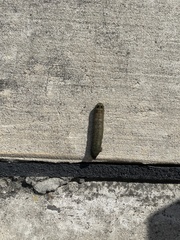 Spodoptera latifascia