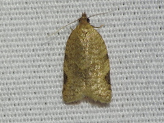 Clepsis virescana