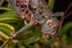 Acanthoplus discoidalis