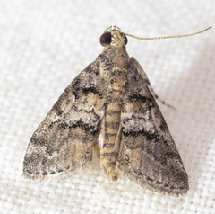 Pococera asperatella