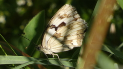 Melanargia lachesis