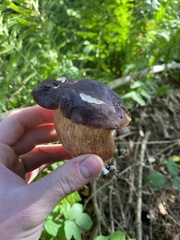 Boletus pinophilus