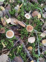 Rhodocollybia asema