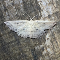 Cyclophora myrtaria