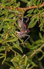 Acanthoplus discoidalis
