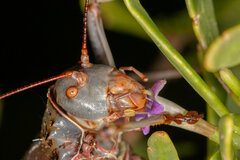 Acanthoplus discoidalis