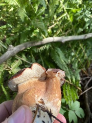 Boletus pinophilus